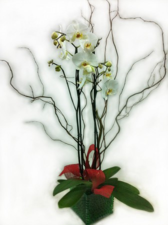 P-12 ORQUIDEA